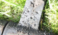 Aperture: 5 Camera: FinePix HS20EXR Iso: 500 Orientation: 1 DSCF1288