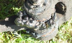 Aperture: 5 Camera: FinePix HS20EXR Iso: 500 Orientation: 1 DSCF1292