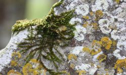 Aperture: 5 Camera: Canon EOS 450D Iso: 200 Orientation: 1 IMG 9884