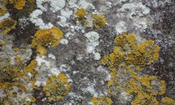 Aperture: 5 Camera: Canon EOS 450D Iso: 200 Orientation: 1 IMG 9885