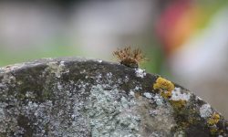 IMG 9886