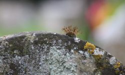 Aperture: 5 Camera: Canon EOS 450D Iso: 200 Orientation: 1 IMG 9886