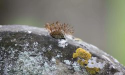 Aperture: 5 Camera: Canon EOS 450D Iso: 250 Orientation: 1 IMG 9888